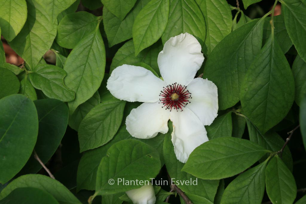Stewartia malacodendron