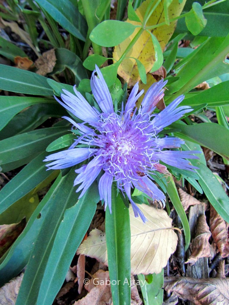 Stokesia laevis 'Blue Star'