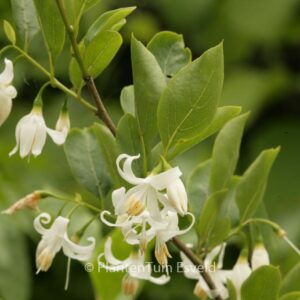 Styrax americanus