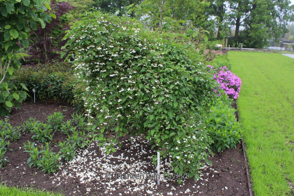 Styrax japonicus 'Fragrant Fountain'