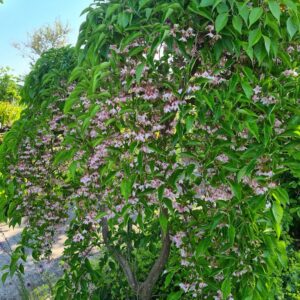 Styrax japonicus 'Pendulous Pink Chimes'