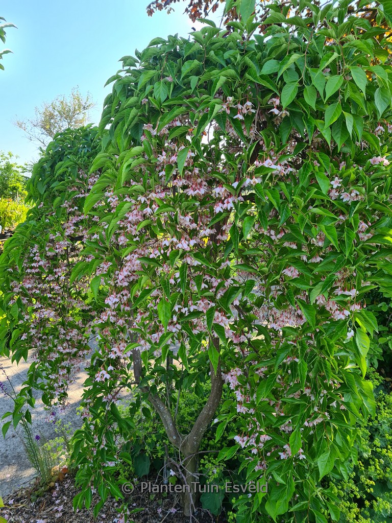 Styrax japonicus 'Pendulous Pink Chimes'