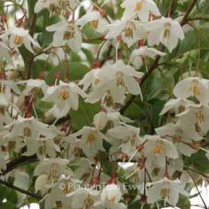Styrax japonicus 'Peter Pan'