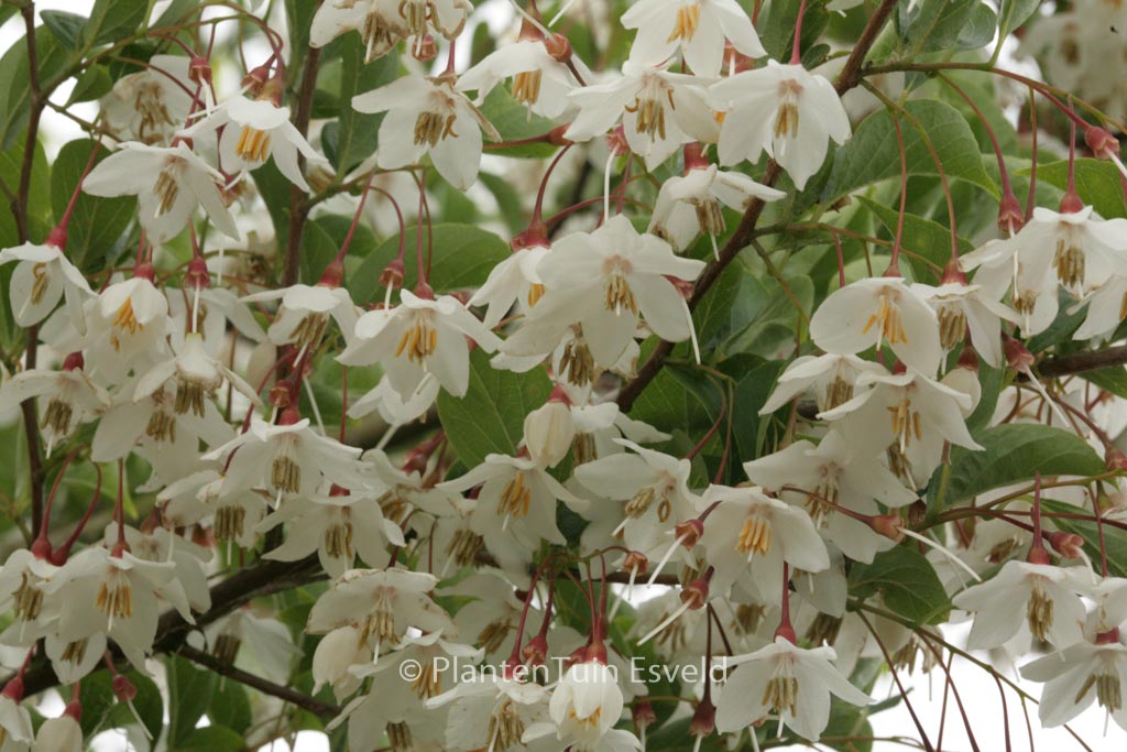 Styrax japonicus 'Peter Pan'