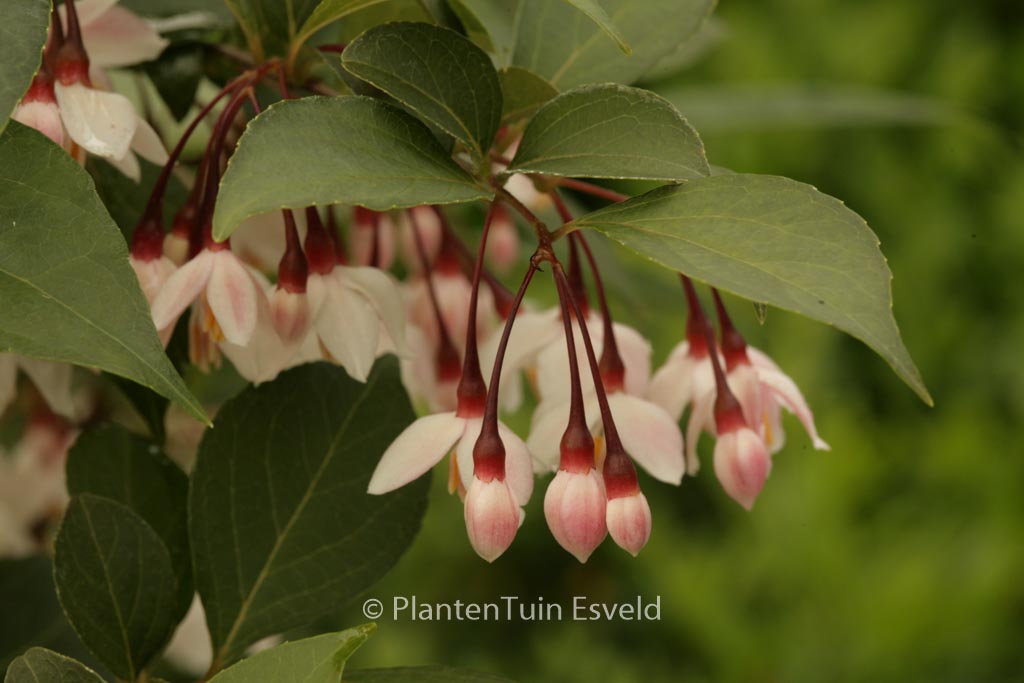Styrax japonicus 'Pink Snowbell'
