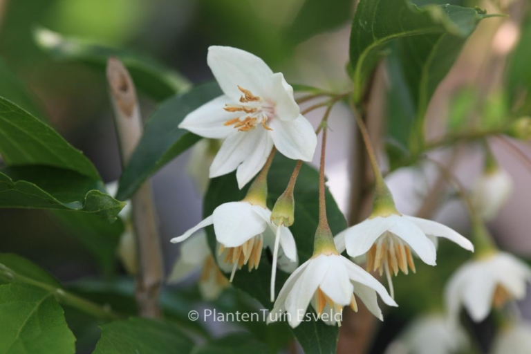 Styrax japonicus 'Snowfall'
