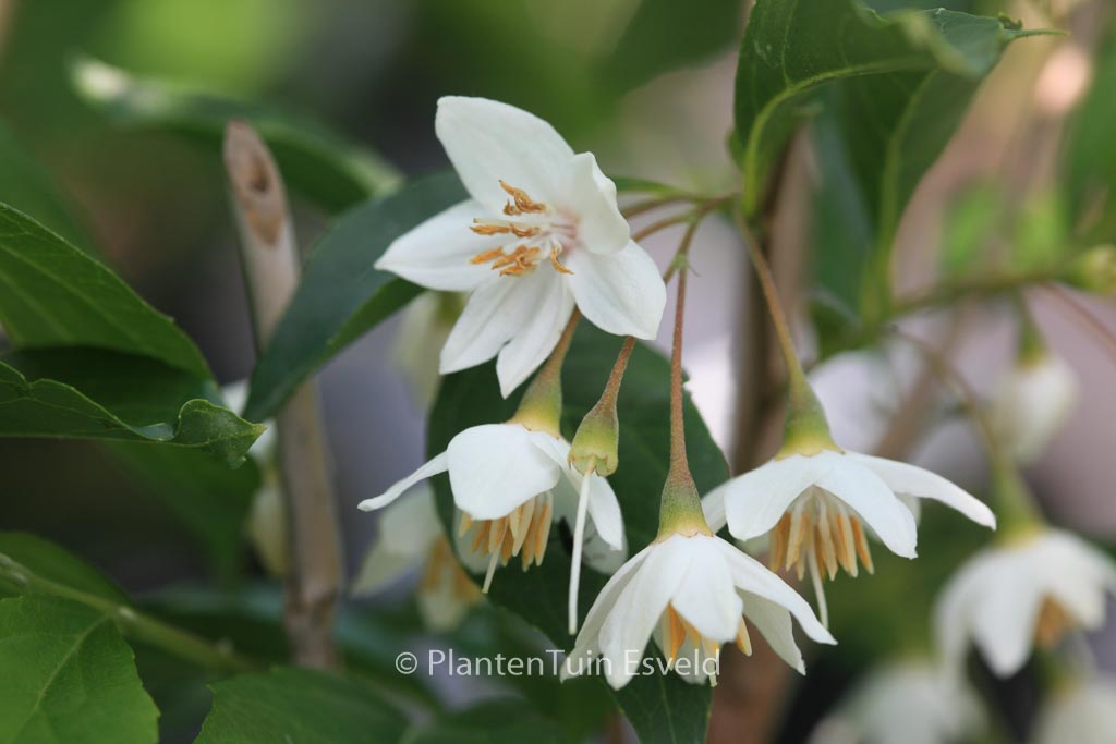 Styrax japonicus 'Snowfall'