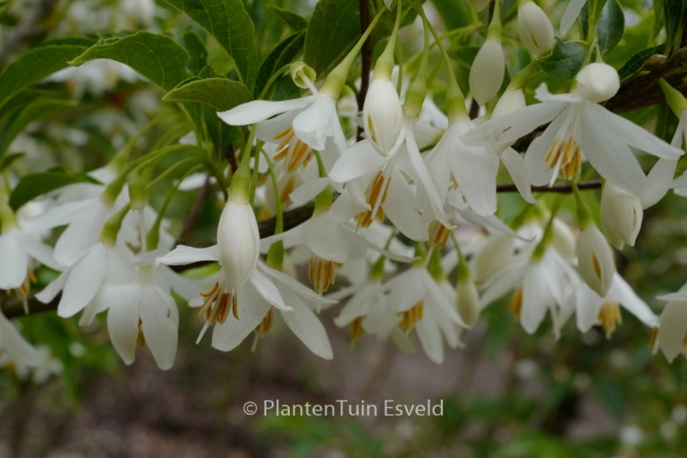 Styrax japonicus 'Tinkerbell'