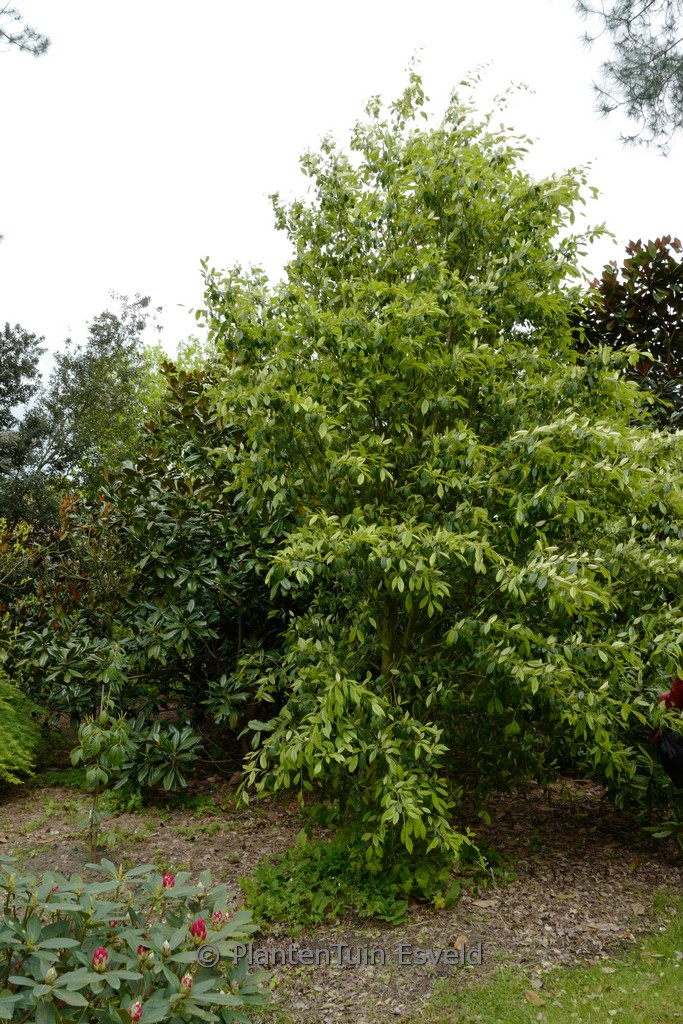 Sycopsis sinensis