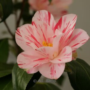 Syringa hyacinthiflora 'Mount Baker'