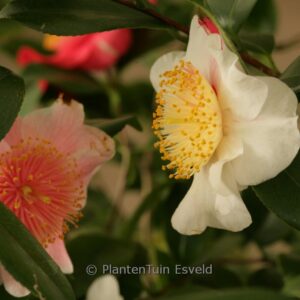 Syringa julianae 'George Eastman'