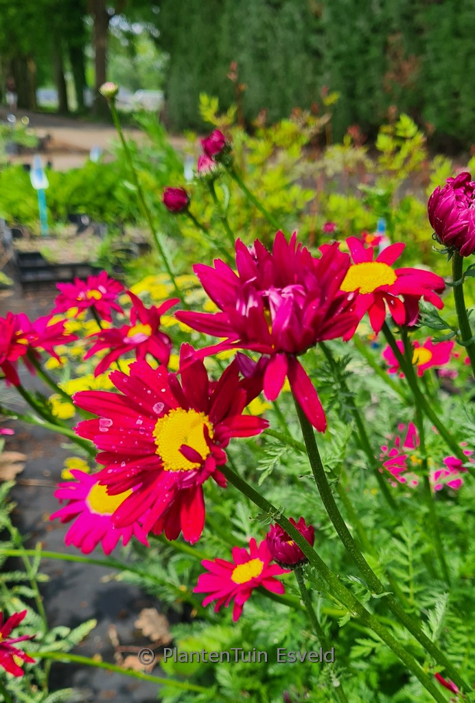 Tanacetum 'Robinson's Red'