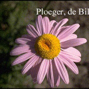 Tanacetum 'Robinson's Rose'