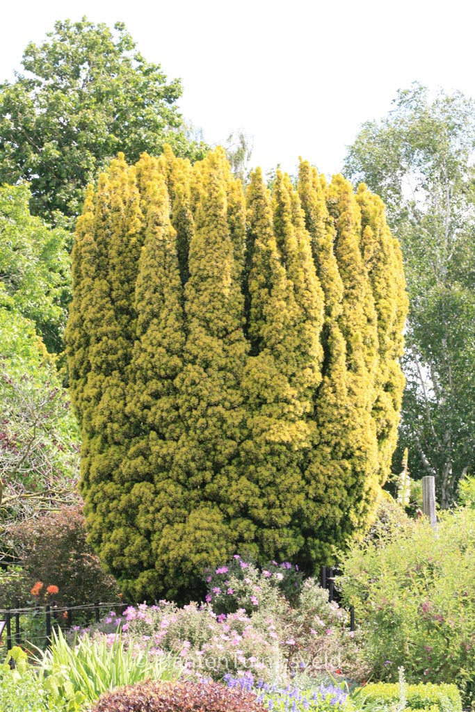 Taxus baccata 'Fastigiata Aurea'