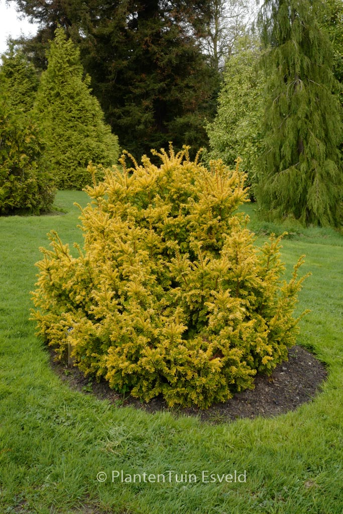 Taxus baccata 'Semperaurea'