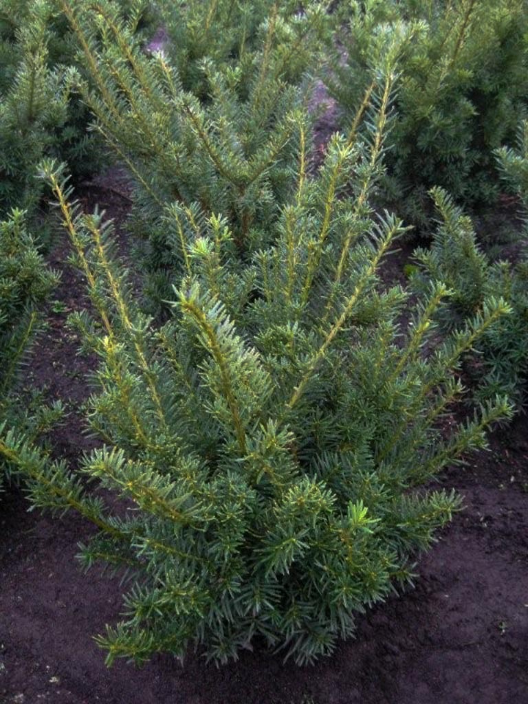 Taxus media 'Farmen'