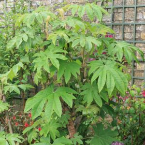 Tetrapanax papyrifer