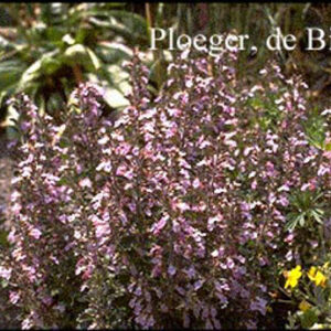 Teucrium chamaedrys 'Nanum'