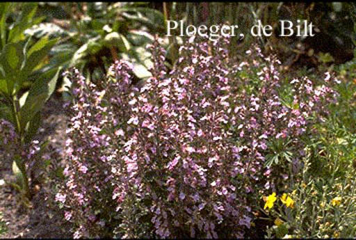 Teucrium chamaedrys 'Nanum'