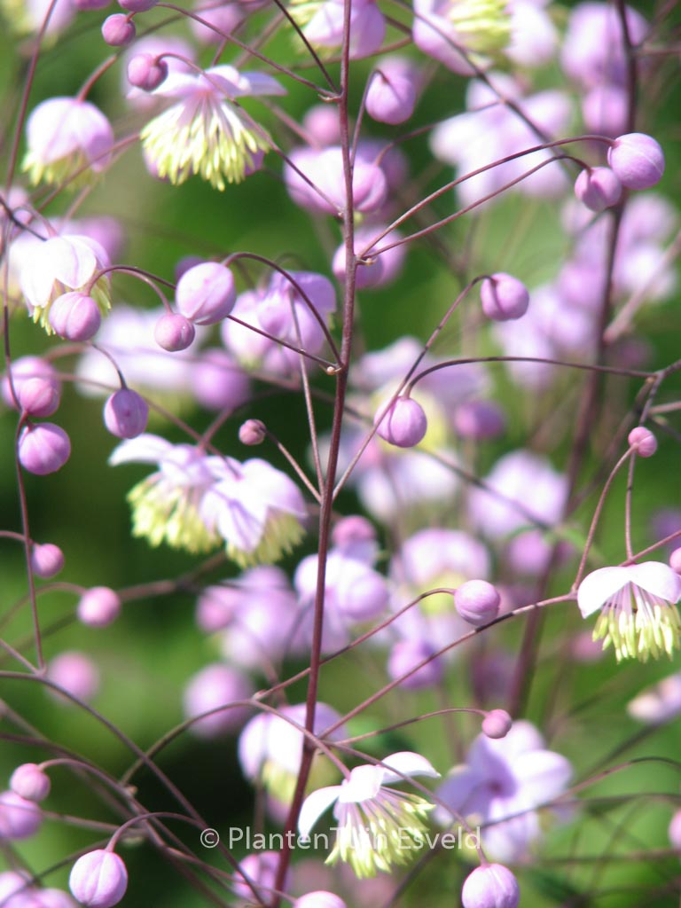 Thalictrum delavayi 'Ankum'