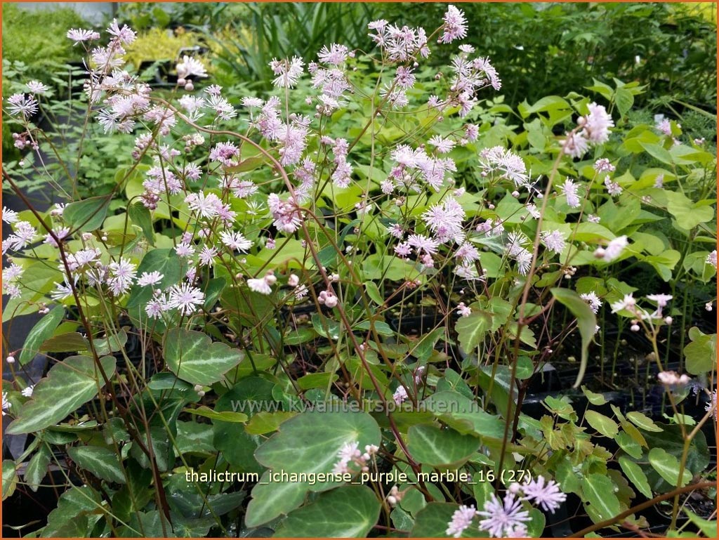 Thalictrum ichangense 'Purple Marble'