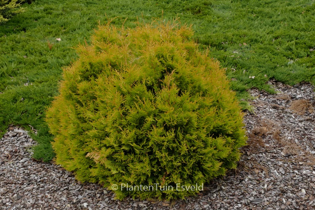Thuja occidentalis 'Rheingold'