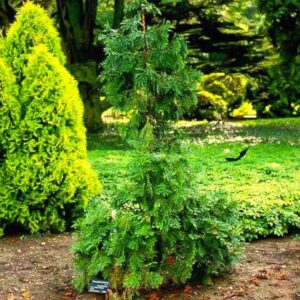 Thujopsis dolabrata var. hondai