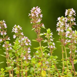 Thymus citriodorus 'Lemon Green'