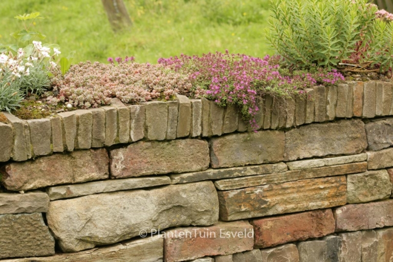 Thymus praecox