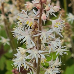 Tiarella 'Timbuktu'