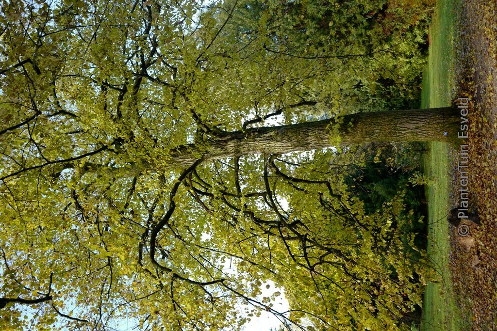 Tilia americana 'Moltkei'