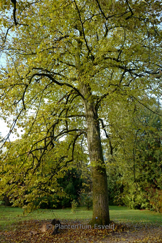 Tilia americana 'Moltkei'