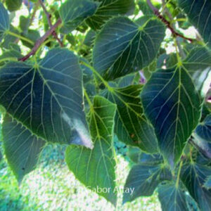 Tilia henryana 'Arnold's Select'