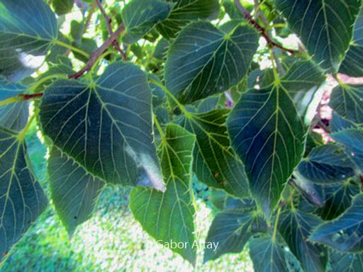 Tilia henryana 'Arnold's Select'