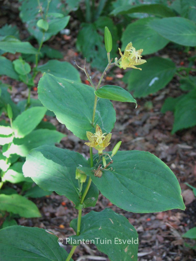 Tricyrtis latifolia