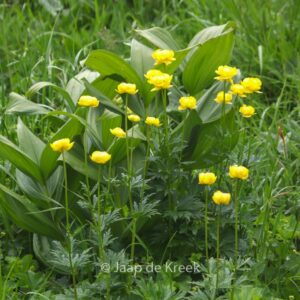 Trollius europaeus