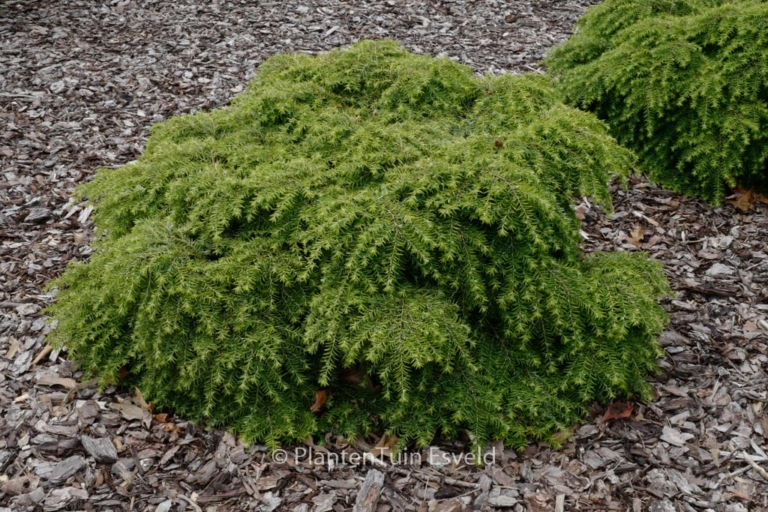Tsuga canadensis 'Jeddeloh'