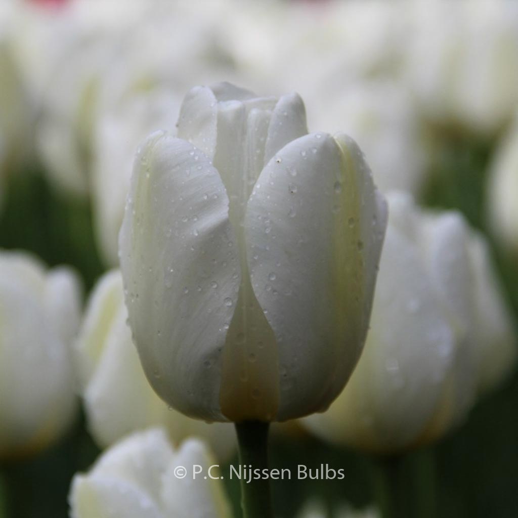 Tulipa 'Angel's Wish'