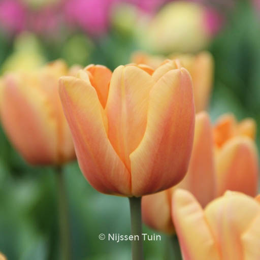 Tulipa 'Apricot Fox'