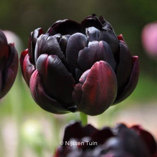 Tulipa 'Black Hero'