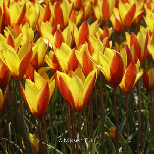 Tulipa clusiana 'Tubergen's Gem'