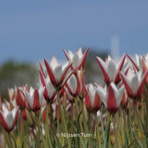 Tulipa clusiana