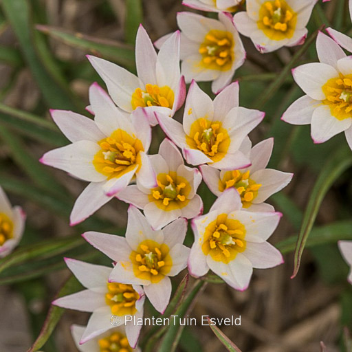 Tulipa cretica 'Hilde'