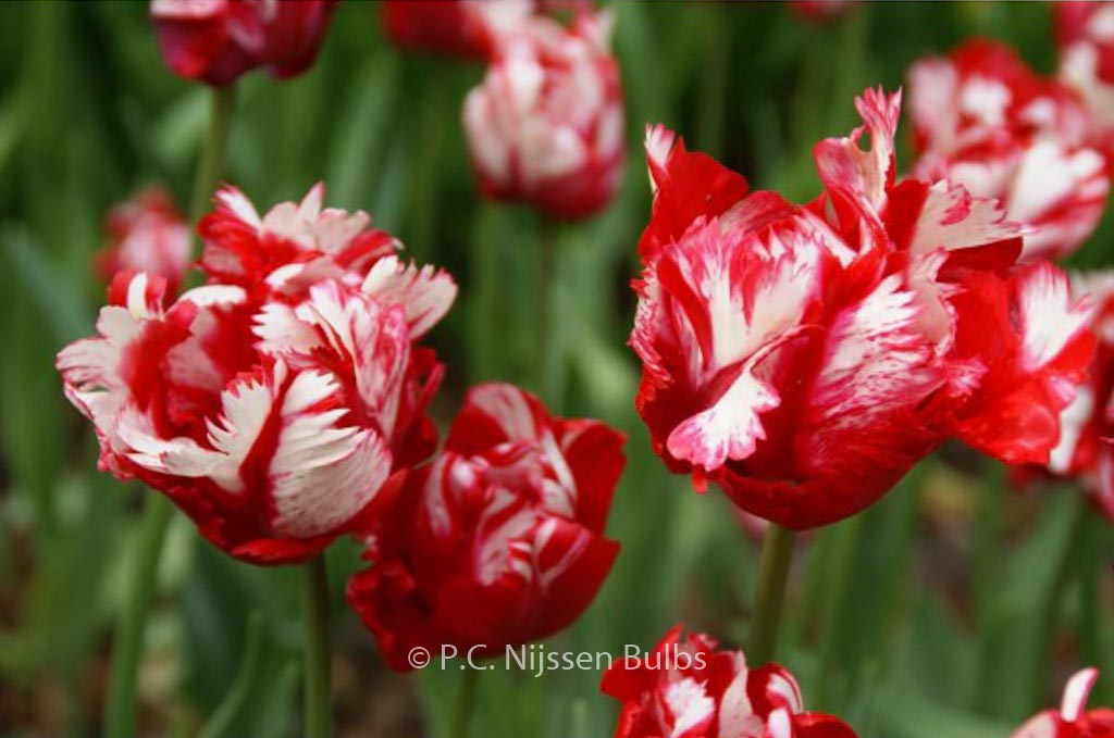 Tulipa 'Estella Rijnveld'