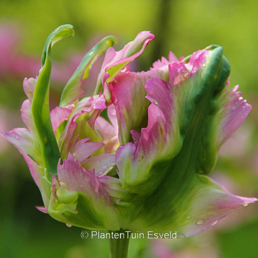 Tulipa 'Green Wave'