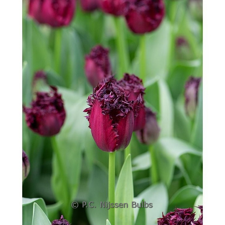 Tulipa 'Labrador'