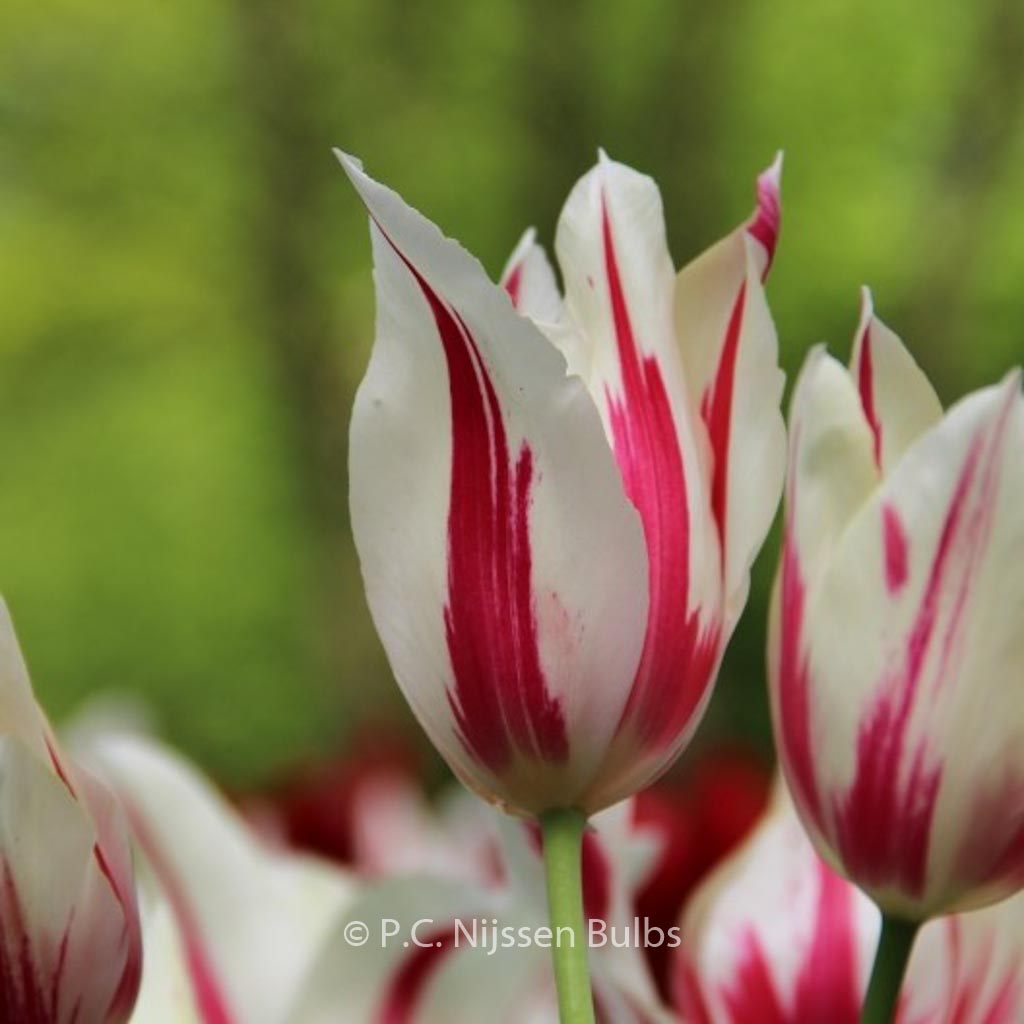 Tulipa 'Marilyn'