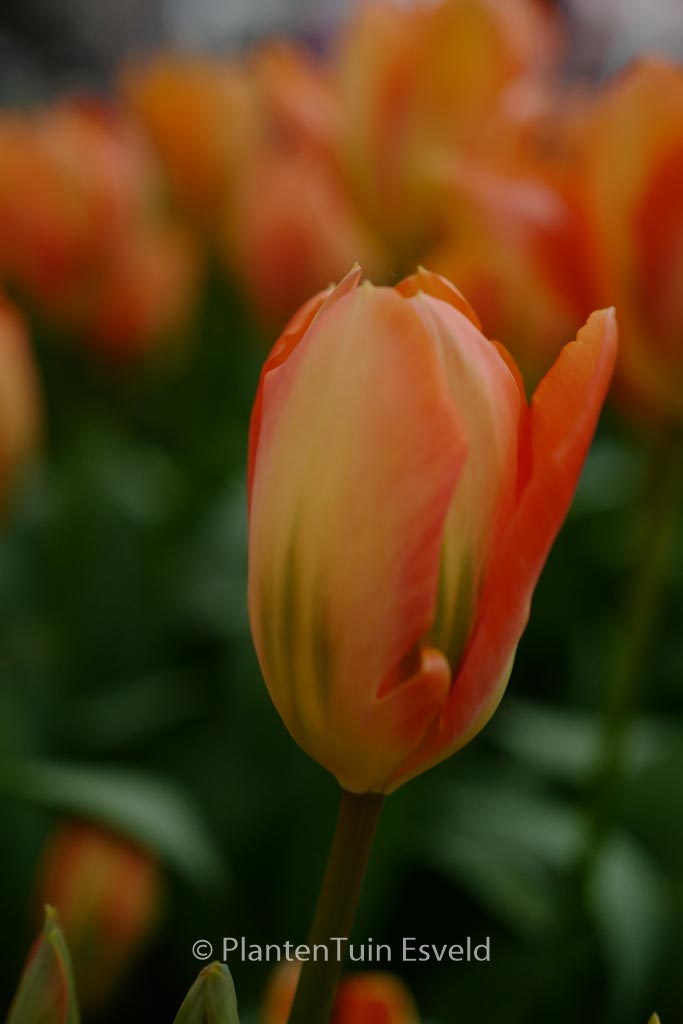 Tulipa 'Orange Emperor'