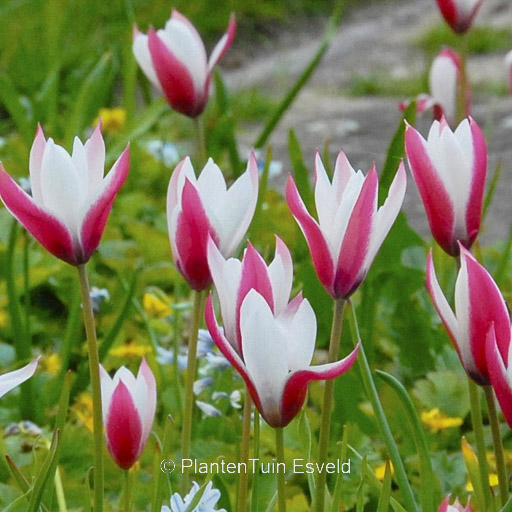 Tulipa 'Peppermint Stick'