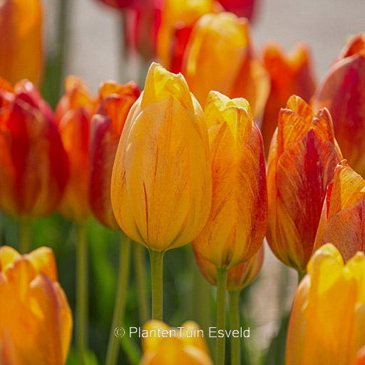 Tulipa 'Rhapsody of Smile'